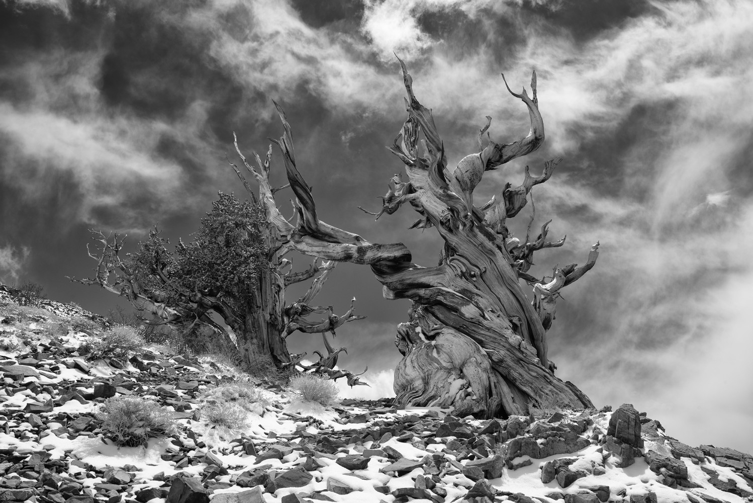 Robert Bush Photography ( Bristlecone Pine Black and White )